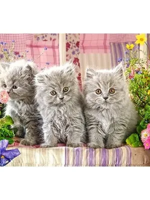 Castorland dėlionė Three Grey Kittens 300 det.