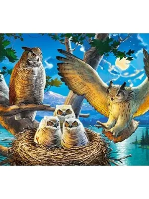 Castorland dėlionė  Owl Family 500 det