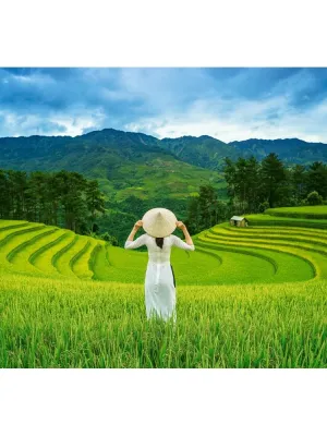 Castorland dėlionė Rice Fields in Vietnam 1000 det