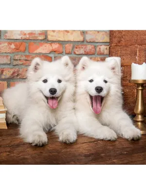 Castorland dėlionė Samoyed Puppies Say Hello 1000 det.