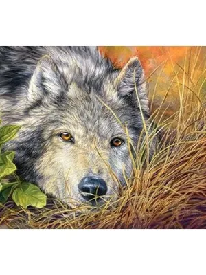 Castorland Dėlionė  Pure Soul 500 Det