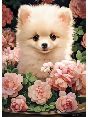 Castorland dėlionės Pomeranian Puppy in Roses 60 det.
