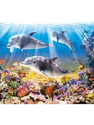 Castorland dėlionė Dolphins Underwater  500 det.