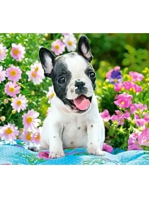 Castorland dėlionė  French Bulldog Puppy 500 det