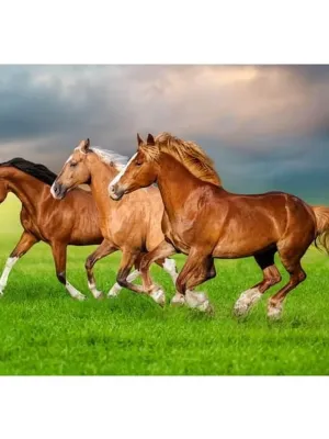 Castorland dėlionė Horses in Spring Rush 500 det