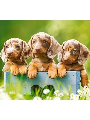 Castorland dėlionė  Cute Duchshunds 500 det